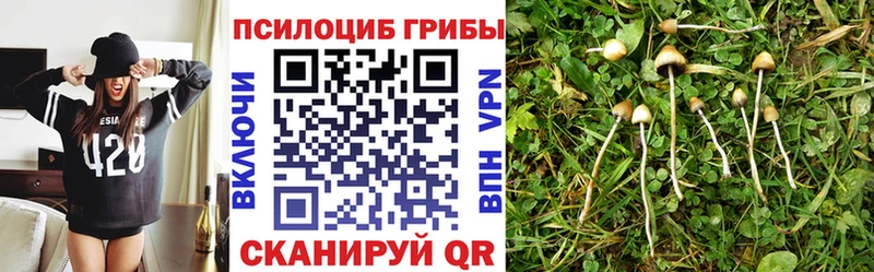 omg tor  Пятигорск  Галлюциногенные грибы Cubensis 